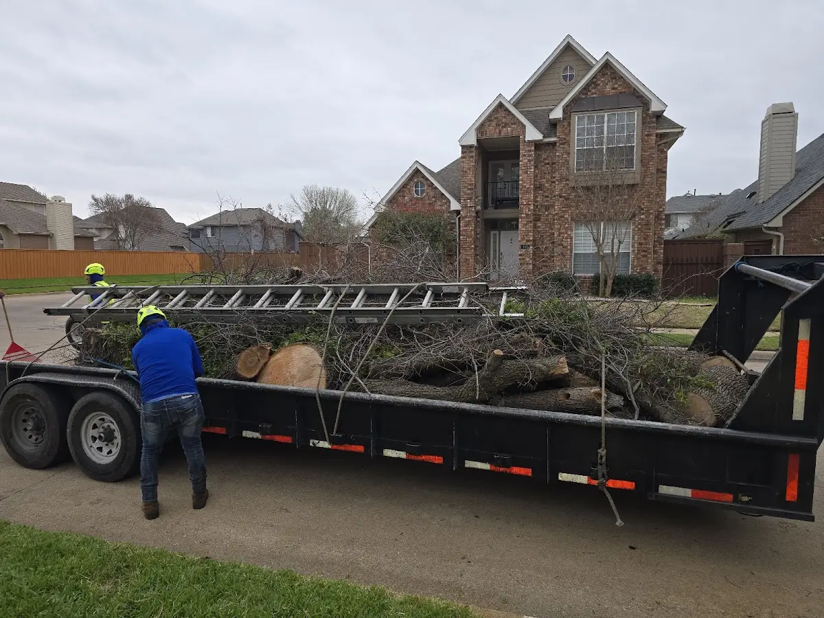 Expert Tree Removal with proper safety equipment in Springfield